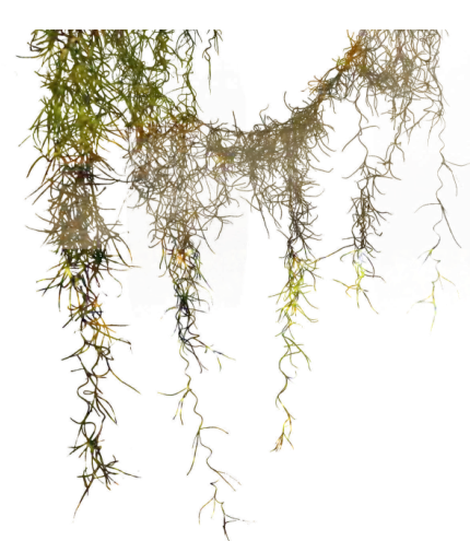 Многолетние лианы gardeniaru